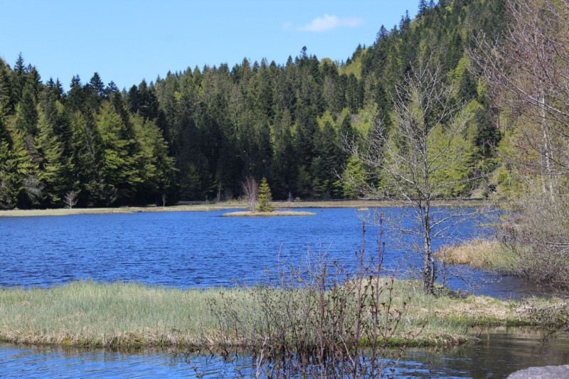 sentier-pedagogique-lac-lispach-tenine-la-bresse sentier-pedagogique-lac-lispach-tenine-la-bresse