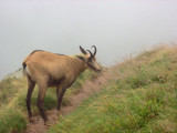 chamois-045-2471