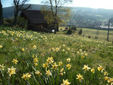 gm028-jonquilles-322281