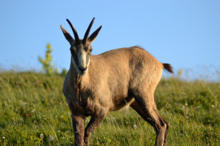 Balade Chamois La Bresse