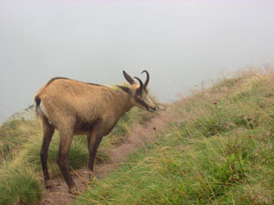 chamois-045-2471