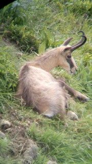 Observation des chamois La Bresse Hautes-Vosges BMHV